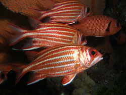 BD-070401-Similan-4010918-Sargocentron-spinosissimum-(Temminck---Schlegel.-1843)-[North-Pacific-squirrelfish].jpg